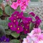 African Violet – 4″ Pot